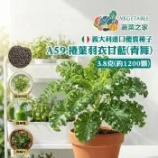 【蔬菜之家】A59.捲葉羽衣甘藍(青舞)種子3.8克(約1200顆) 捲葉羽衣甘藍 14天採收 苗菜 寶寶菜 綠拿鐵 烤