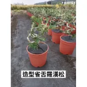 霏霏園藝@All 造型雀舌羅漢松，批400，明天才會來貨