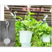 〈美心花園〉白吊盆 白色栽培盆 4.5吋 6寸 7寸 吊繩 觀葉 吊蘭 常春藤 黃金葛 吊掛花盆 吊籃 掛籃