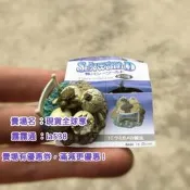 全球享✨日版 SEA WORLD Kamogawa 鴨川 迷你小號 海龜 蛋 模擬動物 扭蛋