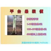 量大超殺價檸檬香茅種苗/優惠價100株=400元下訂單後現挖好種易活.！香茅草（種苗）植株苗