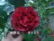 【盛宏茶花】茶花品種︱5吋盆原棵茶花︱伯拜范