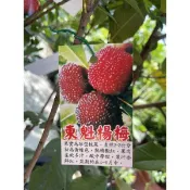 東魁楊梅/楊梅/嫁接苗/水果苗/永吉種苗園