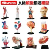 4D MASTER 益智拼裝玩具 人體各器官拼裝模型 內臟心臟頭骨眼球耳道大腦手肌肉骨架妊娠牙齒器官解剖模型 醫學教學科