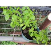 茂豐~盆栽  牙買加薄荷    Jamaican mint  三吋$55    五吋$150