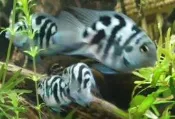 藍寶鸚鵡魚 寶藍鸚鵡魚 鸚鵡魚 慈鯛 三湖慈鯛 白金 藍寶 寶藍 陰陽鸚鵡 桃太郎 白金鸚鵡魚 藍寶鸚鵡 寶藍鸚鵡
