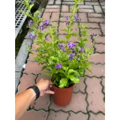 田尾玫瑰園 l 蕾絲金露花 ' 5吋盆 高度約40cm 觀花植物 (款式眾多歡迎詢問)