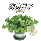嘉義現貨（18款食用&觀賞薄荷種子） 驅蚊花草防蟲香味濃 檸檬薄荷香水 薄荷食用薄荷 四季陽台盆栽食用香料調料mint