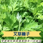 💥💯【艾草種子】驅蚊草野生艾草種子 驅蚊植物種子 四季種植 藥用艾草種子 艾草香包 多年生 循環生長 泡腳艾草