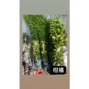 砂糖橘/砂糖橘苗/永吉種苗園