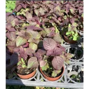 一禪種苗園-超好種植易爆盆的品種〈紫蘇苗/紅葉紫蘇〉香草植物-3吋盆/有很高的營養價值/葉片有股清淡的香氣