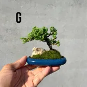 《森趣植栽所》珍珠柏．豆盆栽．迷你盆栽