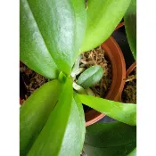 蝴蝶蘭2.5吋苗..更新介質.經過馴化抗菌性佳.,陽台族更易育養