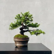 《野趣小品盆栽》宮阪系魚川真柏161．日本🇯🇵真柏．松柏盆景