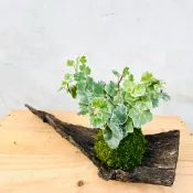七分田  療癒系 大麥町常春藤苔球