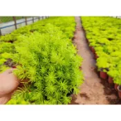 苔鑽🍀三吋盆 黃金佛甲草 多肉植物 佛甲草 東南景天 變葉景天 家庭植栽 室內 室外小品