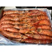 （活水堂海產）新櫃黑盒L1阿根廷天使紅蝦L1/2公斤裝