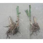 牧草苗/馬草(裸根裁尾) 1株18元..買10送1