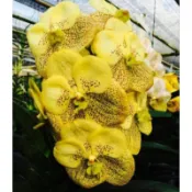 大眾蘭園  萬代蘭  Vanda Sanchai Gold Spots