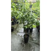 李家果苗 墨紫含笑花 墨紫含笑 4吋半盆 嫁接苗 很旺盛 開花植物 高度60公分 特價700元