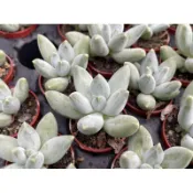 【多肉好好買】一寸盆 白千代田之松 多肉植物 現貨