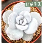 ≡植綠人生≡🌴拉威雪蓮🌴Echeveria lauii│景天科│擬石蓮花屬│多肉植物│療癒│植栽│盆栽│