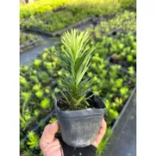 【安舶園藝】狂龍羅漢松(無石化)，3.5吋盆，高5~10cm