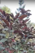 煙火花壓縮檔