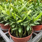 沅鈺農場   觀葉植物   羅漢松