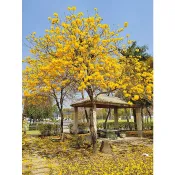 東大興農場 黃金風鈴木 洋紅風鈴木 風鈴木 觀賞盆栽 觀花植物