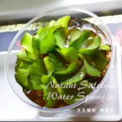 [綠色天地] ~ 槐葉萍 ~ 水耕 浮萍 魚菜共生 水生植物 塑料盆 多肉陽台 室內 辦公室 園藝 植作