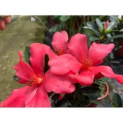 四季杜鵑茶 6吋紅盆開不完的花苞