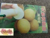 ╭＊田尾玫瑰園＊╯新品種--(大粉殼龍眼)