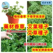 ✅【高發芽率】艾草種子 艾葉種子｜台灣現貨｜天然驅蚊防蟲｜藥用食用｜艾草粿 青團材料｜香草盆栽 易種活