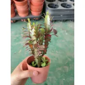 彩雲閣 3吋 龍骨仙人掌 龍骨 連盆寄出 多肉植物 龍骨｜帝錦｜春峰｜風水植物｜大戟科｜龍骨枝條｜仙人掌