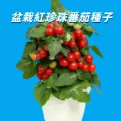 【盆栽紅珍珠番茄種子】台灣現貨 小番茄 聖女番茄 矮性 盆栽 陽台 庭院 種植 果樹 四季 可食用 高甜度 易種