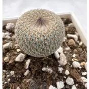 好心晴園藝  仙人掌  3吋盆月世界/隨機出貨