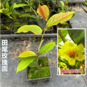 田尾玫瑰園 l 〔可以泡茶〕箱田金花茶【4吋方盆 高度約20cm】這隻不多做介紹，少量釋出