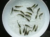 魚苗、魚苗買賣、魚苗繁殖、台灣鯛苗、吳郭魚苗、羅非魚苗、福壽魚苗、烏鰡、青魚、草魚、宏羅非、大口鯰魚苗、加州鱸苗、大頭鰱