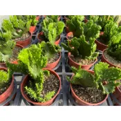 🌵多肉植物、仙人掌🌵【 珊瑚大戟綴化 】3吋盆