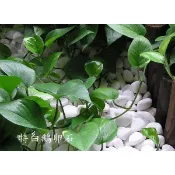 🔥鵝卵石 (免運)🔥白鵝卵石＊可搭配 麥飯石 雨花石 貝殼砂 珊瑚沙 鋪石黑膽石多肉土泥炭土赤玉土田土花土花盆 造景
