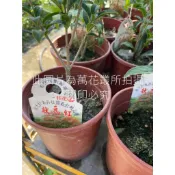 ☆萬花叢★喬木植物【狀元紅桂花】★5吋盆★高約15-30cm☆