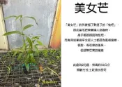 心栽花坊-美女芒/芒邦/庚大利/李子芒/2吋/實生苗/水果苗/售價700特價600