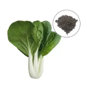 (店+)【蔬菜之家】大包裝A105.松柏奶油白菜種子 35克約16000顆牛奶白菜，F1。高腳型