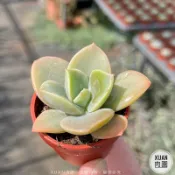 一吋迷你盆【德雷】多肉植物|多肉|景天科｜療癒小物| 組盆|綠手指必備|［Xuan肉園］
