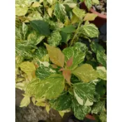 《頂上花藝》虎斑檳城 九重葛 ／雙色花／虎紋斑葉／最新品種