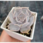 麗娜蓮，3吋,多肉植物