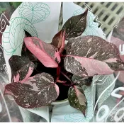 芙菈朵森林 粉紅公主蔓綠絨 粉鑽蔓綠絨 大理石粉公主蔓綠絨 雨林植物 觀葉植物 室內植物