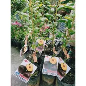 方方園藝   糖蜜李王 美國的名皮義與 閃建薯明泉 新品種 大果黑糖蜜李王 一棵特價250元