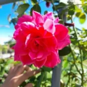 玫瑰花苗（大遊行） 月季 薔薇 玫瑰花 3~4吋盆